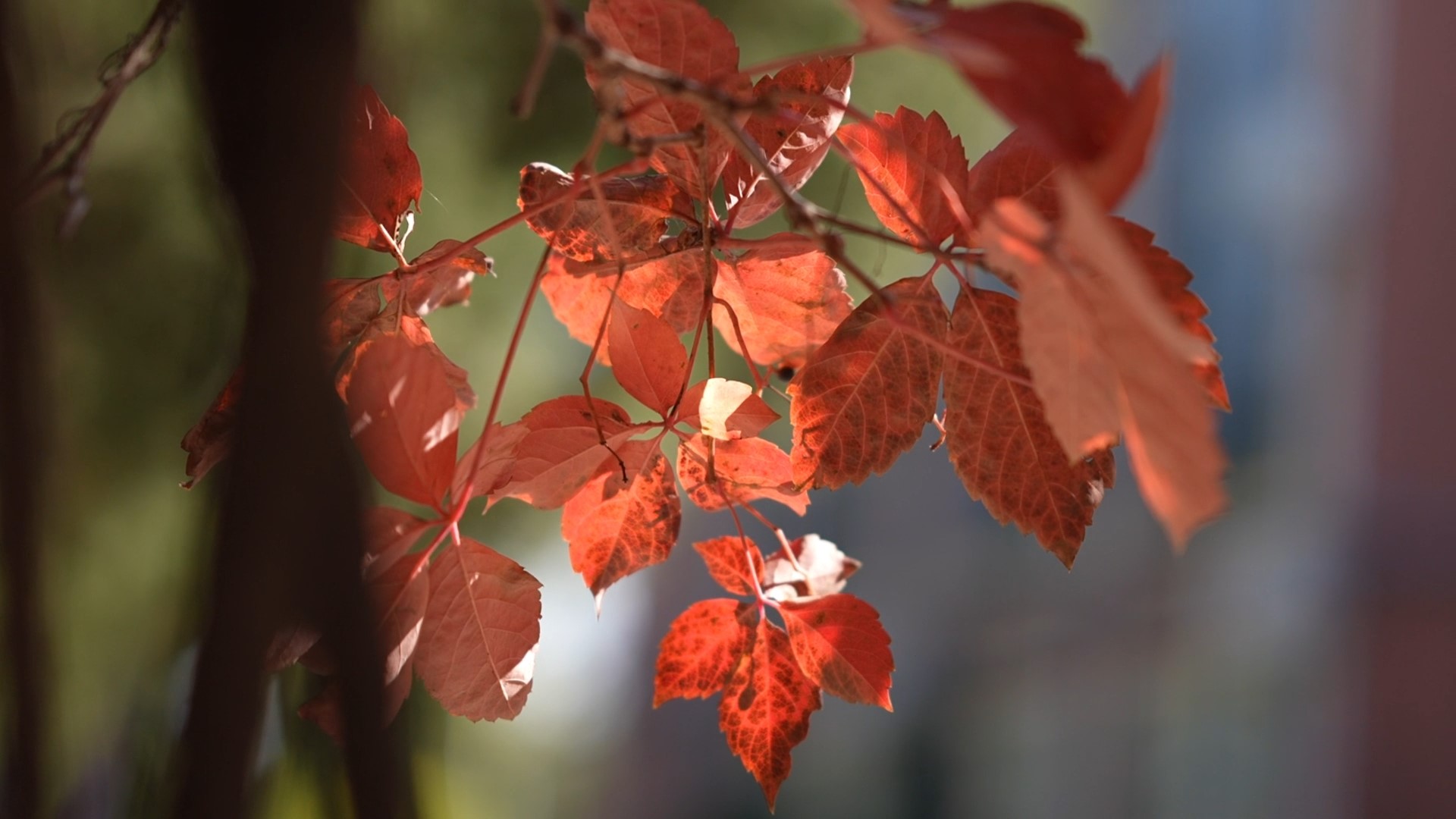 庭前青茵与嘉树，碧云摇落缤纷秋！一起来北科院赏秋景#把我的秋天拍给你看#校园秋景 #这样的北科院